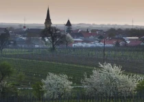 Vineyards above Gols