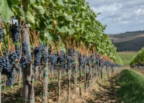 A row of Sangiovese vines