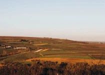 Vineyards in Mölsheim
