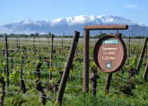 Vineyards below the Andes