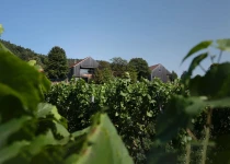 Winery in Bürgstadt