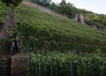 Schlossberg vineyard