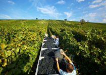 Harvest in Deutschkreuz