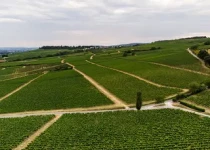 Vineyards in Oestrich