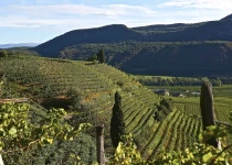 Römigberg vineyard
