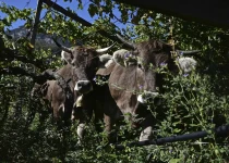 Biodiversity in the vineyard