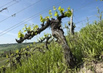 Old vines are crucial