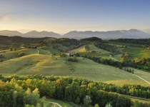 Vineyard with Glera