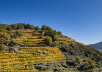Achleithen vineyard