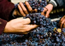 Sorting Corvina grapes