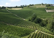 View of vineyards