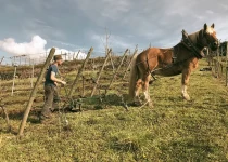 Plowing by horse