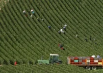 Harvest in La Glacière