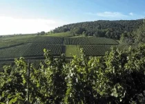 Mandelberg vineyard