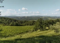 Vineyards near Radda