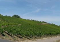 Maustal vineyard in Sulzfeld